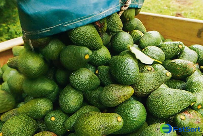 images/1675667697549avocado sorting machine.jpg